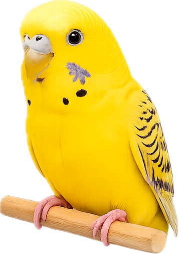Limon